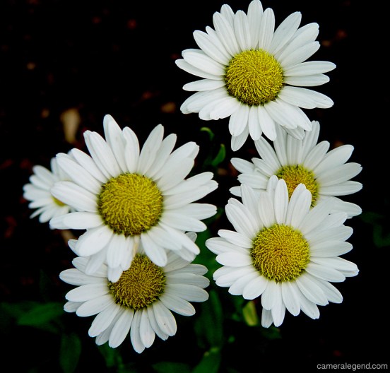 DSC00076F707Flowers copy