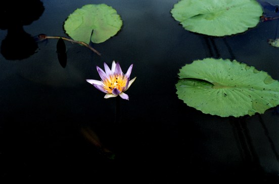 80650042.mP0bUQUa.LotusPba