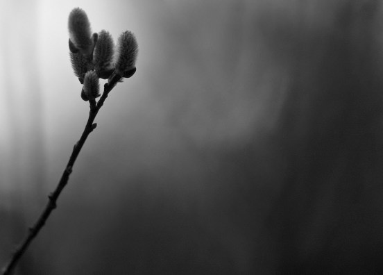 151290885.GZluUV27.B8BU6783Rise