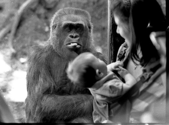 126231663.ROIJQsWp.Canon7KongLickItCropped